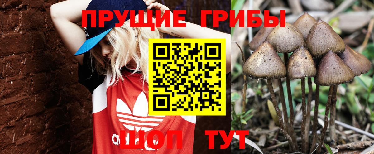 Псилоцибиновые грибы Psilocybine cubensis Арсеньев